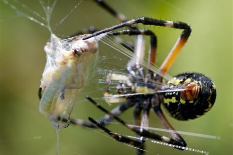 Study finds spiders are becoming masochistic in order to survive urban environments.